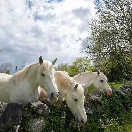 Luxury * Galway